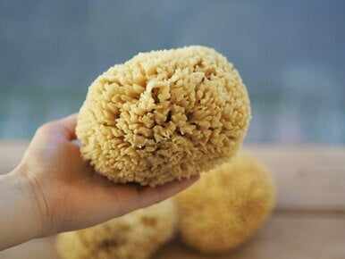 Natural Sustainably Sourced Sea Sponge - Large